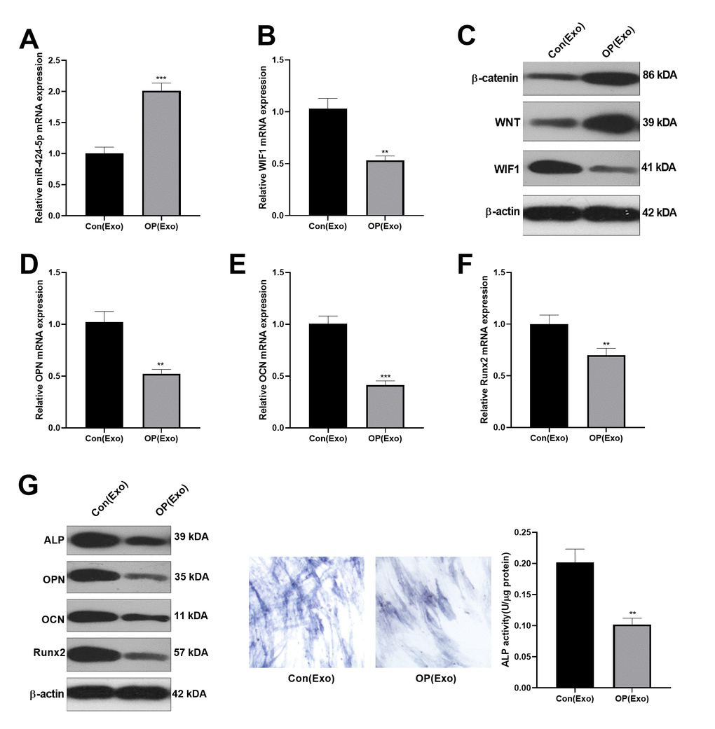 Inhibitory effect of BMSCs-derived exosomes on osteogenesis. Osteogenic BMSC cells were treated with exosomes from normal bone and osteoporosis patients for 7 days, respectively. (A, B) The miR-424-5p and WIF1 levels were verified by qRT-PCR. (C) Western blot was implemented to examine the protein expression of WIF1/Wnt/β-catenin. (D–F) The expression of OPN, OCN and Runx2 mRNAs were compared by qRT-PCR. (G) Western blot was implemented to examine the protein expression of OPN, OCN and Runx2. (H) ALP staining. ***PP