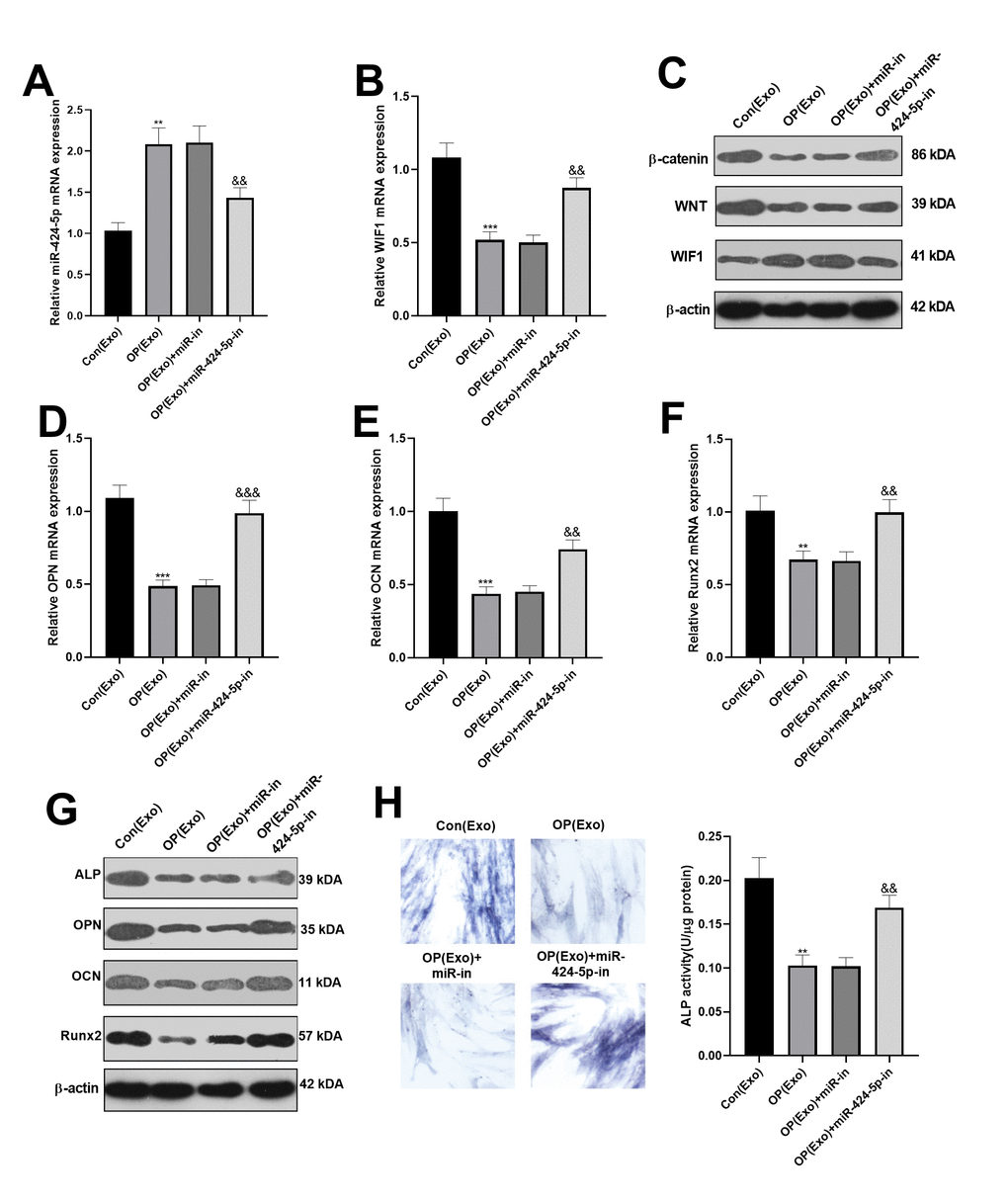 Dampening miR-424-5p expression in exosomes enhanced osteogenic differentiation of BMSCs. MiR-424-5p inhibitors were transfected into BMSCs-derived exosomes, which were then co-cultured with BMSCs for 7 days. (A, B) The expression of miR-424-5p and WIF1 were detected by qRT-PCR. (C) Western blot was adopted to test the protein expression of WIF1/Wnt/β-catenin. (D–F) QRT-PCR was implemented to verify the mRNA expression of OPN, OCN and Runx2. (G) Western blot was employed to monitor the protein expression of OPN, OCN and Runx2. (H) ALP staining. **PPPP