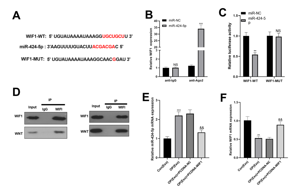 miR-424-5p targeted WIF1. (A) The downstream molecules of miR-424-5p were predicted by StarBase database (https://web.archive.org/web/20110222111721/http://starbase.sysu.edu.cn/), and miR-424-5p was found to be the target of WIF1. (B) The binding association between miR-424-5p and WIF1 was testified by dual-luciferase reporter assay. (C) RIP was conducted to determine the targeting correlation between miR-424-5p and WIF1. (D) IP was applied to examine the association between WIF1 and Wnt. (E, F) MiR-424-5p and WIF1 levels were tested by qRT-PCR. NSP>0.05, **PPPP