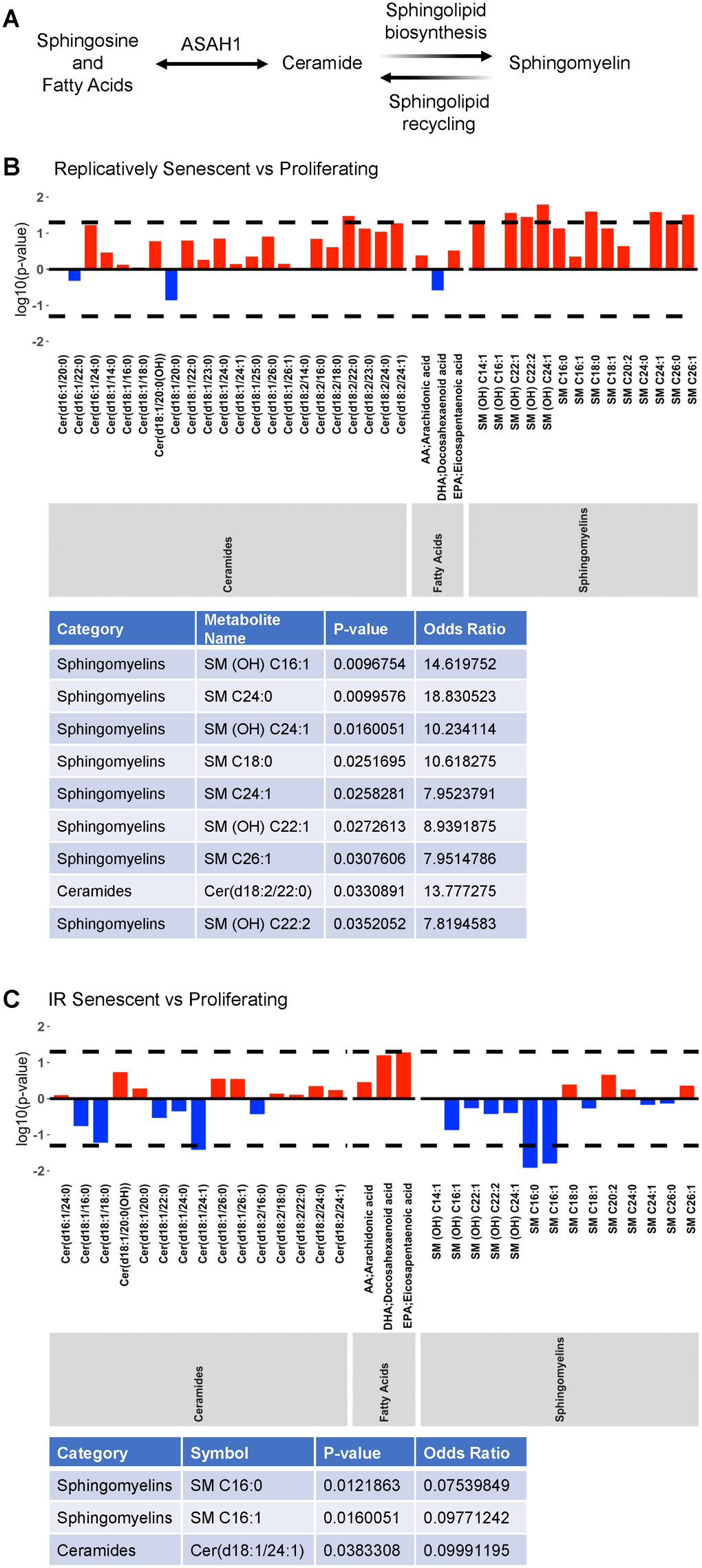 Altered ASAH1-related metabolites in senescence. (A) Schematic representation of the metabolic pathway of ceramides conversion to sphingosine and fatty acids by ASAH1. Ceramides are also converted to sphingomyelin during sphingolipid biosynthesis or generated during sphingolipid recycling. (B, C) Metabolomic analysis of the levels of ceramides, fatty acids, and sphingomyelin during replicative (B) or IR-induced (C) senescence. Dashed lines indicate p  1: an increased log odds of a higher metabolite concentration in the Replicatively senescent (B) or IR-induced senescent (C) group relative to the comparison group (Proliferating). Blue bars indicate a log odds ratio (OR) B) or IR-induced senescent (C) group relative to the comparison group (Proliferating). Significant metabolites are highlighted in the table below each graph.