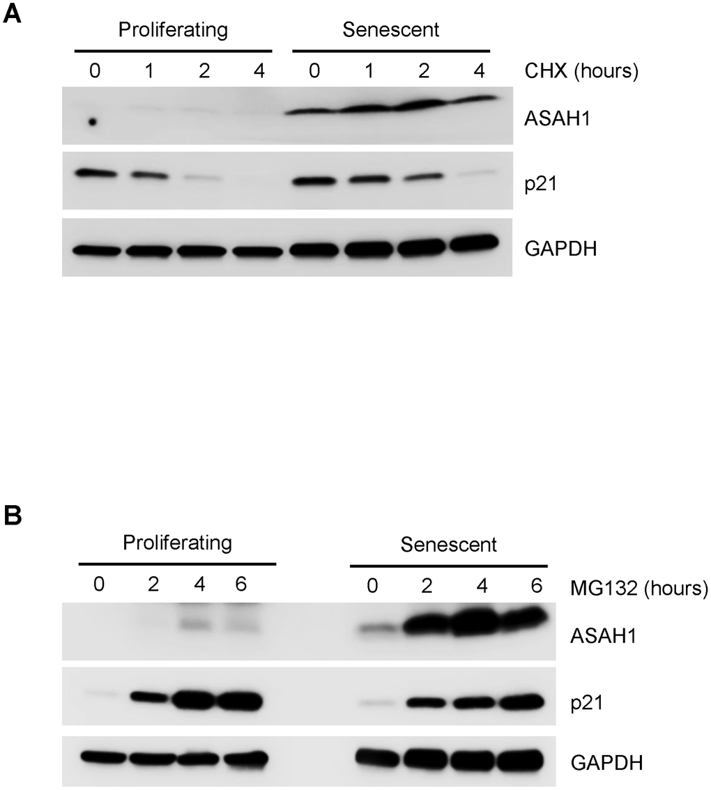 Stability of the ASAH1 protein in proliferating and senescent cells. (A) Western blot analysis of the levels of ASAH1 and loading control GAPDH in cells harvested after treatment with either vehicle (DMSO) or the protein synthesis inhibitor cycloheximide (CHX) for the times shown. (B) We assessed the levels of ASAH1 and control GAPDH in cells treated with either vehicle (ethanol) or 10 μM MG132 for indicated times by Western blot analysis. To monitor the efficiency of the treatments, we assessed the levels of the labile protein p21.