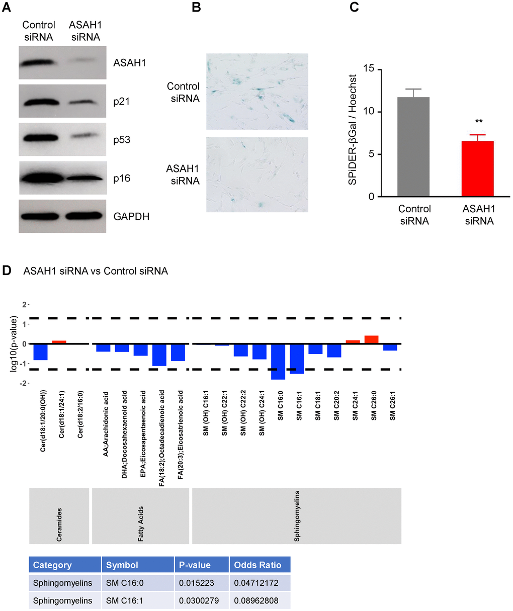 Silencing ASAH1 represses senescence. (A) Pre-senescent cells were transfected with either control or ASAH1 siRNA; 48 h after transfection cells were harvested and whole-cell lysates prepared for Western blot analysis to examine the levels of ASAH1, p16, p21, p53, and loading control GAPDH. (B, C) Detection of the senescent marker SA-βGal using traditional SA-βGal staining (B) and SPiDER-βGal (C) in the populations described in (A). (D) Metabolomic analysis of the levels of ceramides, fatty acids, and sphingomyelin after silencing ASAH1. Dashed lines indicate p  1: an increased log odds of a higher metabolite concentration in the ASAH1 group relative to the comparison group (Control siRNA). Blue bars indicate a log odds ratio (OR) 