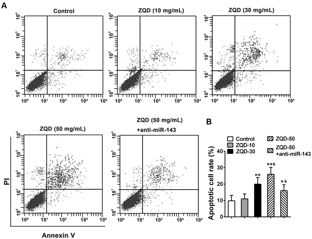 Zhoushi Qiling decoction induces apoptosis of DU145 human prostate cancer cells after 24 hours of treatment. (A) Apoptotic cells were evaluated by PI and Annexin V staining assay. (B) Apoptotic cell rate was expressed as the percentage of total cells. Data were expressed as mean ± SD from three independent experiments with triple replicates per experiment. * p &p 