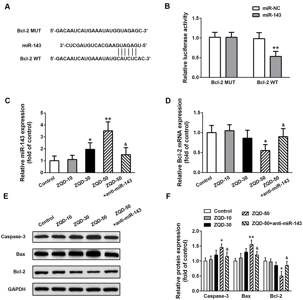 Zhoushi Qiling decoction effects caspase-3 activity and Bax and Bcl-2 expression levels via miR-143 in DU145 cells. (A) Bcl-2 was predicted as a direct target of miR-143 by the online software Targetscan. (B) Luciferase reporter assay was conducted in DU145 to verify the direct binding between miR-143 and Bcl-2. Relative miR-143 (C) and Bcl-2 mRNA (D) levels were detected by qRT-PCR. Western blot was performed to measure the protein expression of caspase-3, Bax and Bcl-2 (E) in different groups and relative protein expression levels (F) were quantified. Data were expressed as mean ± SD from three independent experiments with triple replicates per experiment. * p &p 