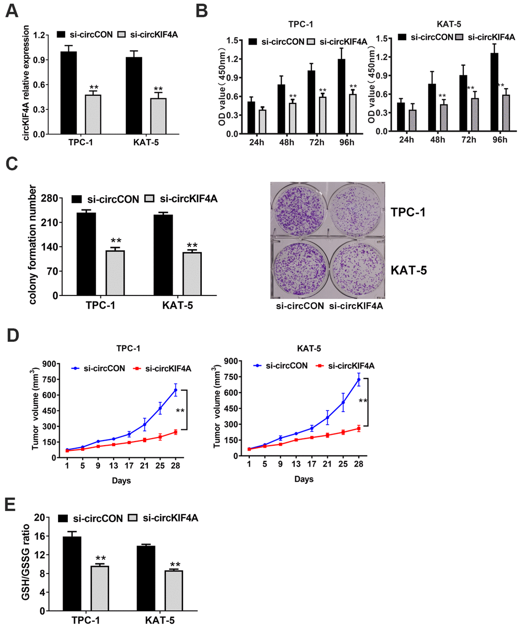 Knockdown of circKIF4A attenuates the proliferation of papillary thyroid cancer cells. (A) Knockdown effect of circKIF4A was assessed in TPC-1 and KAT-5 cell line. (B) CCK-8 assays evaluated cell proliferation after knockdown of circKIF4A. (C) Colony formation assays revealed that circKIF4A silencing suppressed cell colony formatting ability. (D) Mouse xenograft models were established. Tumor volume was estimated in every four days. (E) GSH/GSSG ratio was detected.