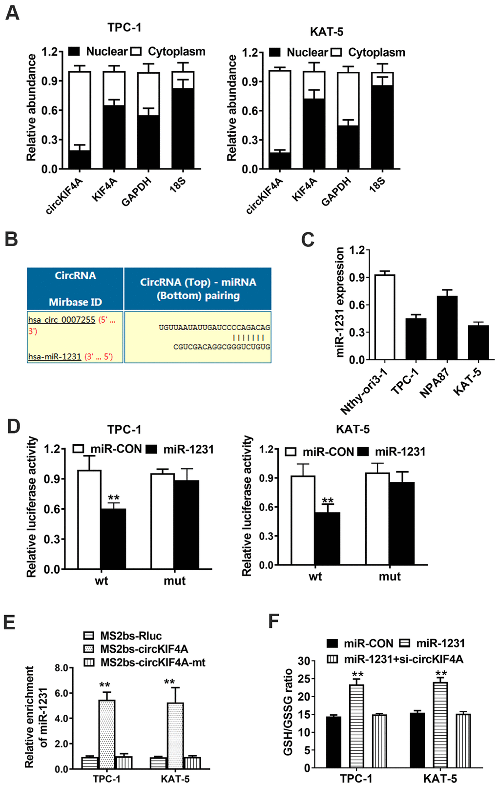 circKIF4A acts as a sponge of miR-1231 in papillary thyroid cancer. (A) 18S, GAPDH, circKIF4A and KIF4A in nuclear and cytoplasmic part analyzed by RT-qPCR. (B) Predicted interaction site of miR-1231 within the circKIF4A sequence. (C) miR-1231 expression in papillary thyroid cancer cell lines. (D) Luciferase reporter assay of TPC-1 and KAT-5 cells transfected with miR-1231 mimics and circKIF4A. (E) MS2-based RIP assay transfected with MS2bs-circKIF4A, MS2bs-circKIF4A-mt or Rluc control. (F) GSH/GSSG ratio was detected. GSH/GSSG ratio was increased after overexpression of miR-1231 which could be reversed by silencing circKIF4A.