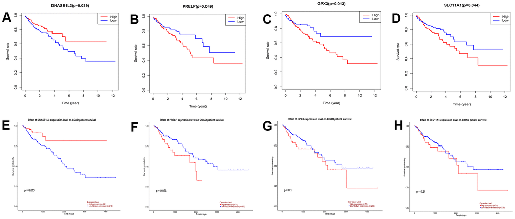 Survival analysis of differentially expressed genes (DEGs) in The Cancer Genome Atlas and validation in UALCAN database. (A–D) Survival curves of genes with pE–H) Survival analysis of DNASE1L3, PRELP, GPX3, and SLC11A1 was verified using the UALCAN database (p=0.013, 0.028, 0.1, and 0.24, respectively; log-rank test).