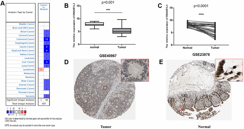 Verification of the expression level of deoxyribonuclease 1-like 3 (DNASE1L3) using various databases. (A) DNASE1L3 pan-cancer analysis using the Oncomine database. (B) Differential expression of DNASE1L3 in GSE40967. ***, pC) The matching analysis of DNASE1L3 in GSE40967. ****, pD) and normal intestinal mucosa (E) in The Human Protein Atlas (THPA) database, antibody: Sigma-Aldrich HPA019955, rabbit., location: nuclear.