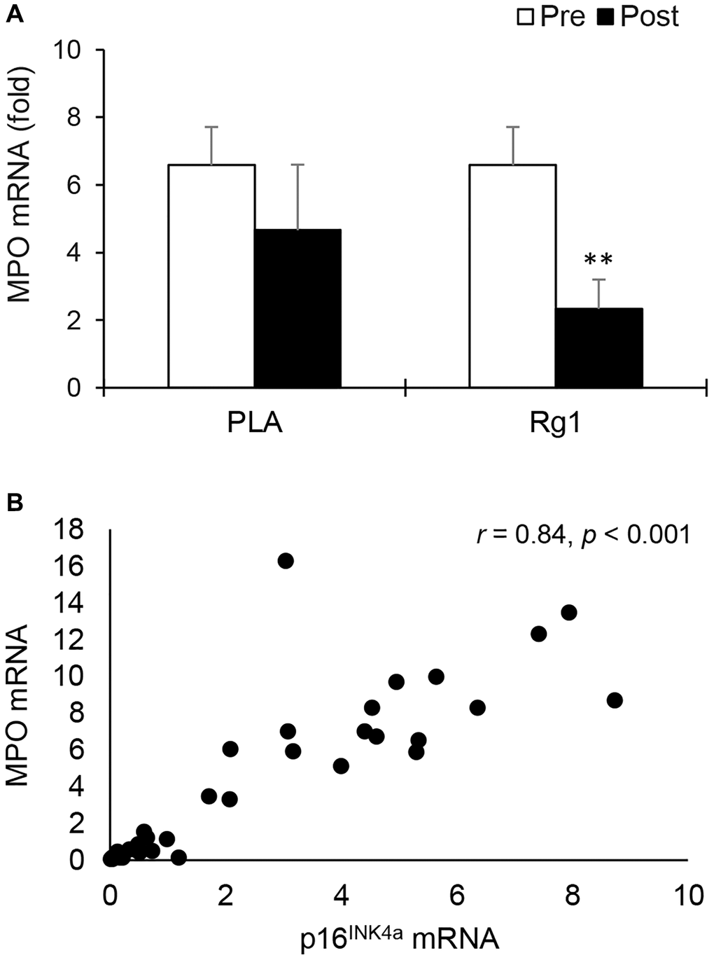 Myeloperoxidase mRNA in human skeletal muscle 24 h after squat exercise. Myeloperoxidase mRNA (neutrophil marker) decreased post exercise when immunostimulant Rg1 was supplemented 1 h before exercise (A). Myeloperoxidase mRNA is highly correlated with p16INK4a mRNA (B) In muscle tissues. **denotes significant difference against Pre, p 