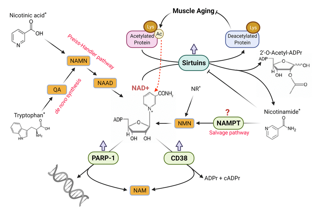 Schematic illustration of the regulation of NAD+ homeostasis in skeletal muscle during aging. Arrows with blunt ends indicate inhibition. Red thick arrows denote direction of age-related changes. Compounds with an * denote dietary sources. Figure created with BioRender.com.