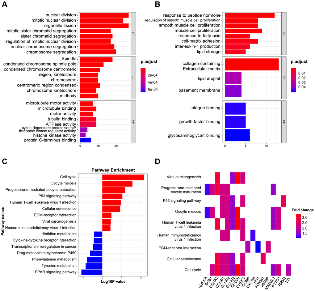 GO and KEGG analysis of DEGs in BRCA. (A–B) The biological processes, cellular components, and molecular functions of 61 up-regulated DEGs (A) and 90 down-regulated DEGs (B) were displayed by GO analysis. (C) The signaling pathways of 151 DEGs were displayed by KEGG analysis. (D) Heatmap of the significant enrichment results in the KEGG pathway.