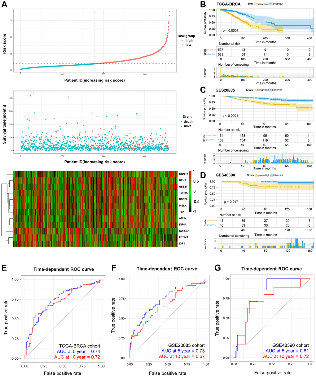 OS-related prognostic risk model of BRCA patients. (A) The display of prognostic risk model with risk score, patient survival time and status in TCGA-BRCA database. (B–D) The K-M survival curves of the high- and low-risk group of TCGA-BRCA cohort (B) and validation GSE20685 cohort (C) and GSE48390 cohort (D). (E–G) The prediction of 5- and 10-year survival in TCGA-BRCA cohort (E) and GSE20685 cohort (F) and GSE48390 cohort (G) by Time-ROC.