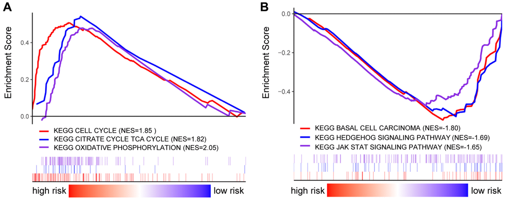 GSEA analysis in BRCA patients with high- and low-risk score. (A–B) GSEA displayed the KEGG enrichment pathways in BRCA patients with high- (A) and low-risk score (B).