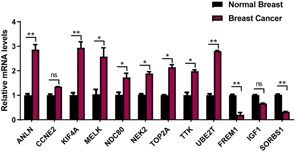 The expression of the 12 prognostic genes in clinical breast cancer samples. Clinical samples of breast carcinoma tissues and normal breast tissues were collected and followed by RNA extraction for qRT-PCR measurement of relative gene expression of ANLN, CCNE2, KIF4A, MELK, NDC80, NEK2, TOP2A, TTK, UBE2T FREM1, IGF1 and SORBS1. Data are means ± SEM. ns, denotes not significant. *P **P 