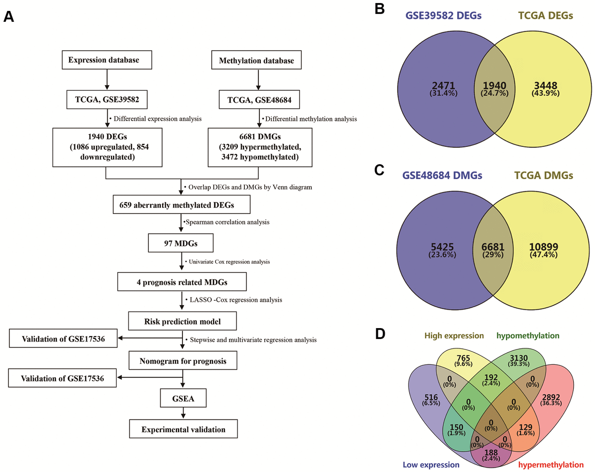 Identification of differentially expressed genes (DEGs) and differentially methylated genes (DMGs) in colon adenocarcinoma (COAD). (A) Flowchart showing overall design and analytic procedure of this study. (B) Overlapping of DEGs from TCGA and GSE39582. (C) Overlapping of DMGs from TCGA and GSE48684. (D) Identification of aberrantly methylated DEGs.