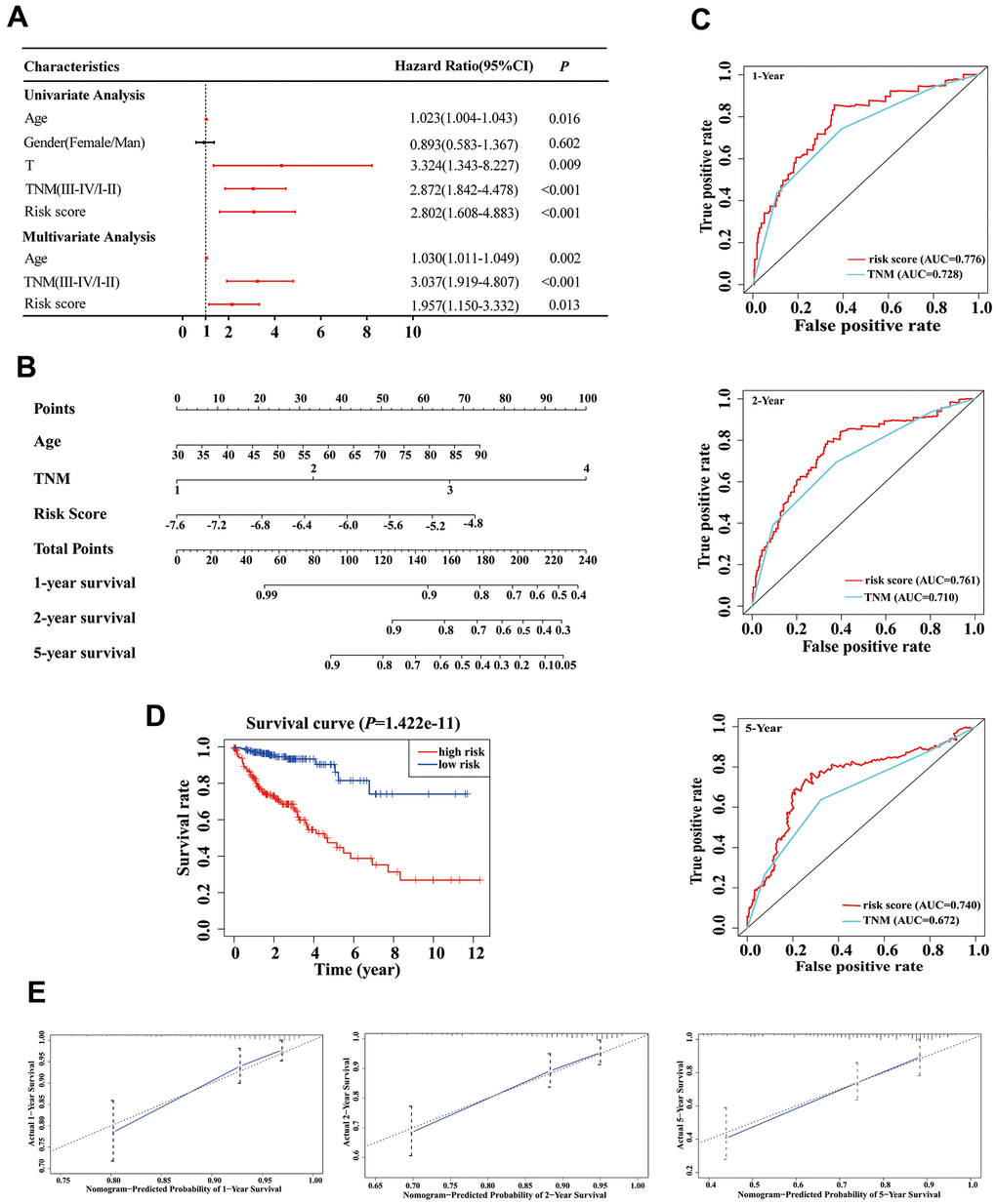 Establishment of an overall survival (OS) nomogram for colon adenocarcinoma (COAD) patients. (A) Univariate and multivariate analyses of risk score and clinical variables. Red solid dots represent significant difference, and black solid dots mean no difference. (B) A nomogram individually predicting OS in COAD patients. (C) The time-dependent ROC of our nomogram and TNM stage in the prediction of prognosis at 1-, 2-, and 5-year time points. (D) The K-M curve of our nomogram. (E) Calibration plot of the nomogram. The predicted and the actual probabilities of OS are plotted using blue solid and black dotted lines, respectively.