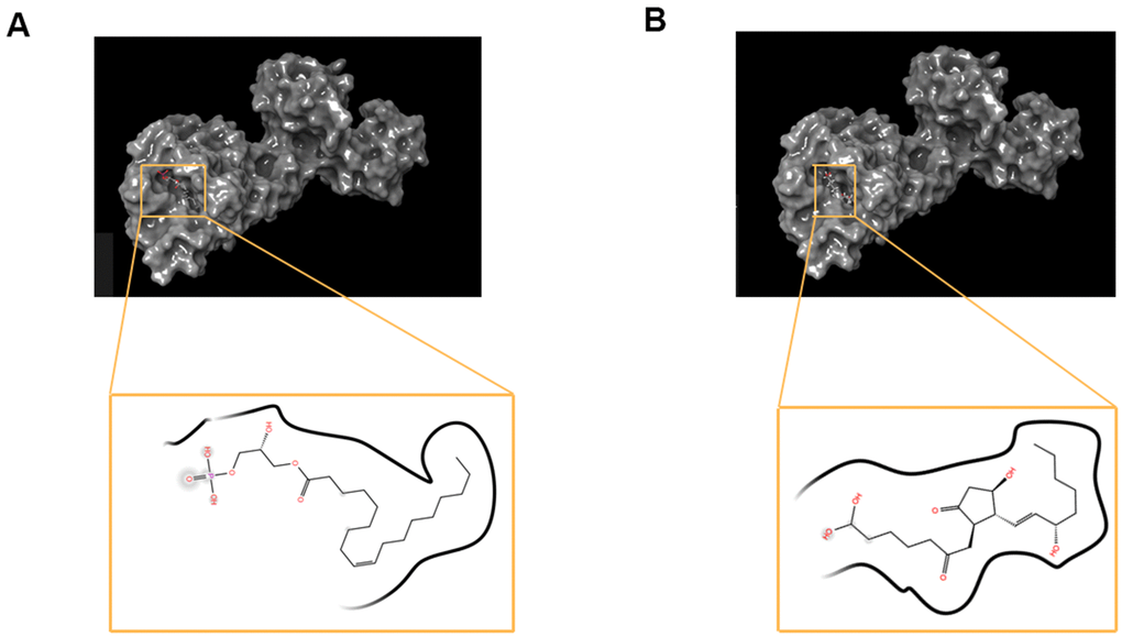 The molecular docking by schrodinger. Ligands were docked into the defined binding pocket. (A) ZINC000008860530 to Dopamine D2 Receptor. (B) ZINC000004096987 to Dopamine D2 Receptor.