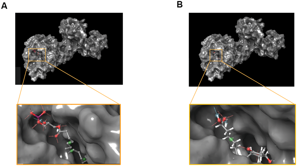 Pharmacophore predictions using schrodinger. (A) ZINC000008860530 to Dopamine D2 Receptor. (B) ZINC000004096987 to Dopamine D2 Receptor.