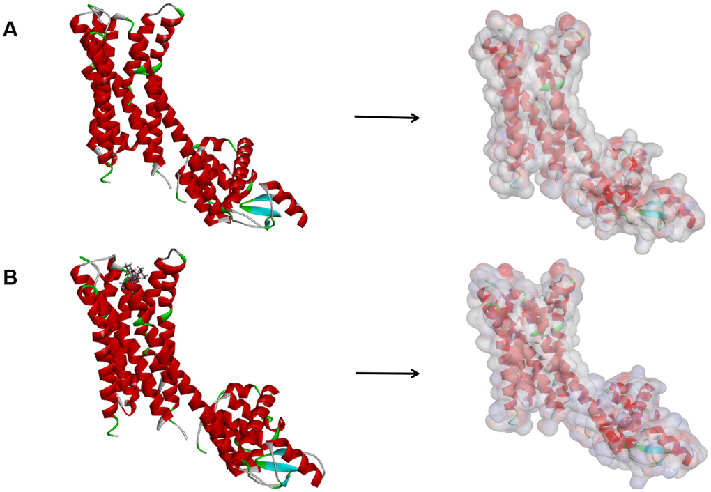 (A) The molecular structure of Dopamine D2 Receptor. Initial molecular structure was shown, and the surface of the molecule was added. (B) The complex structure of Dopamine D2 Receptor with Bromocriptine. Initial complex structure was shown, and the surface of the complex was added. Blue represented positive charge, red represented negative charge.