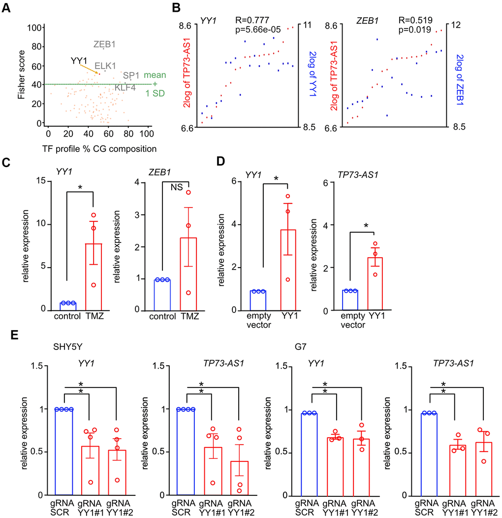 YY1 promotes the expression of TP73-AS1 upon TMZ treatment. (A) TF binding sites statistically enriched in the list of genes up-regulated upon TMZ treatment in G7 cells were found using oPPOSUM (full list in Supplementary Table 1). Key TFs known to play a role in GBM are indicated. (B) Co-expression between the indicated TFs and TP73-AS1 in GBM stem cells is shown. Data obtained using R2 and the Pollard dataset (GSE15209) [48]. (C) The levels of the indicated transcripts in SHY5Y cells treated or not with TMZ were measured using qRT-PCR. * pD) The levels of the indicated transcripts in SHY5Y cells transfected with the indicated constructs were measured using RT-qPCR. * pE) The indicated cell lines were engineered to express KREB-dCAS9 and gRNAs targeting YY1. Cells were treated with DOX for 10 days, to induce KREB-dCAS9. The levels of the indicated transcripts were measured using qRT-PCR. * p