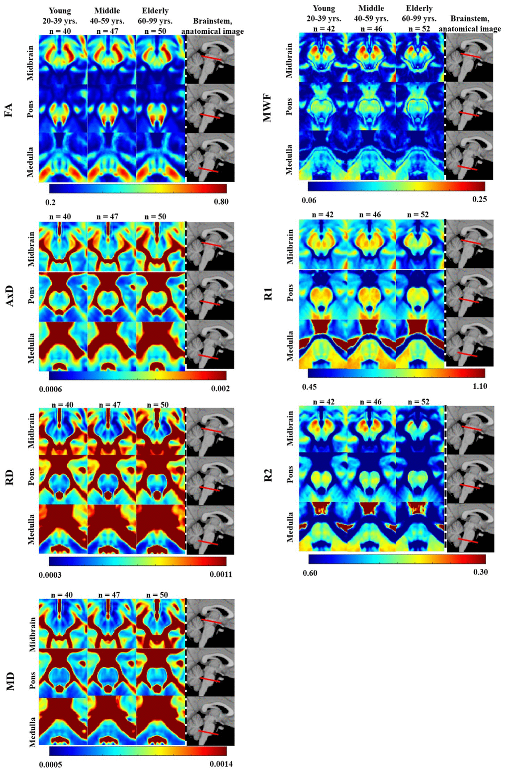 FA, AxD, RD, MD, MWF, R1, and R2 represented as averaged participant maps calculated for three age groups. Three representative slices covering respectively the midbrain, pons, and medulla are displayed. The red bars on the anatomical images indicate the location of these slices. Visual inspection indicates an increase in R1, R2, and MWF from early adulthood, 20-29 years, through middle age, followed by a decrease in several brainstem substructures, and a more generally monotonic decrease in FA. Inspection of AxD, RD, and MD demonstrated a slight decrease from early adulthood through middle age followed by an increase in several brainstem substructures.