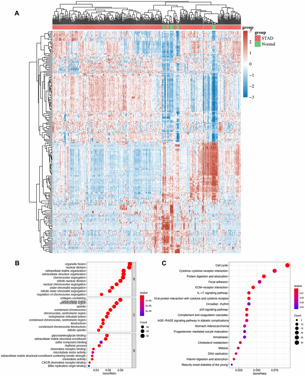 The enrichment analysis of different expression genes in STAD. (A) Heatmap of different expression genes in STAD. (B)The enriched items in GO analysis. (C) The enriched items in KEGG analysis.