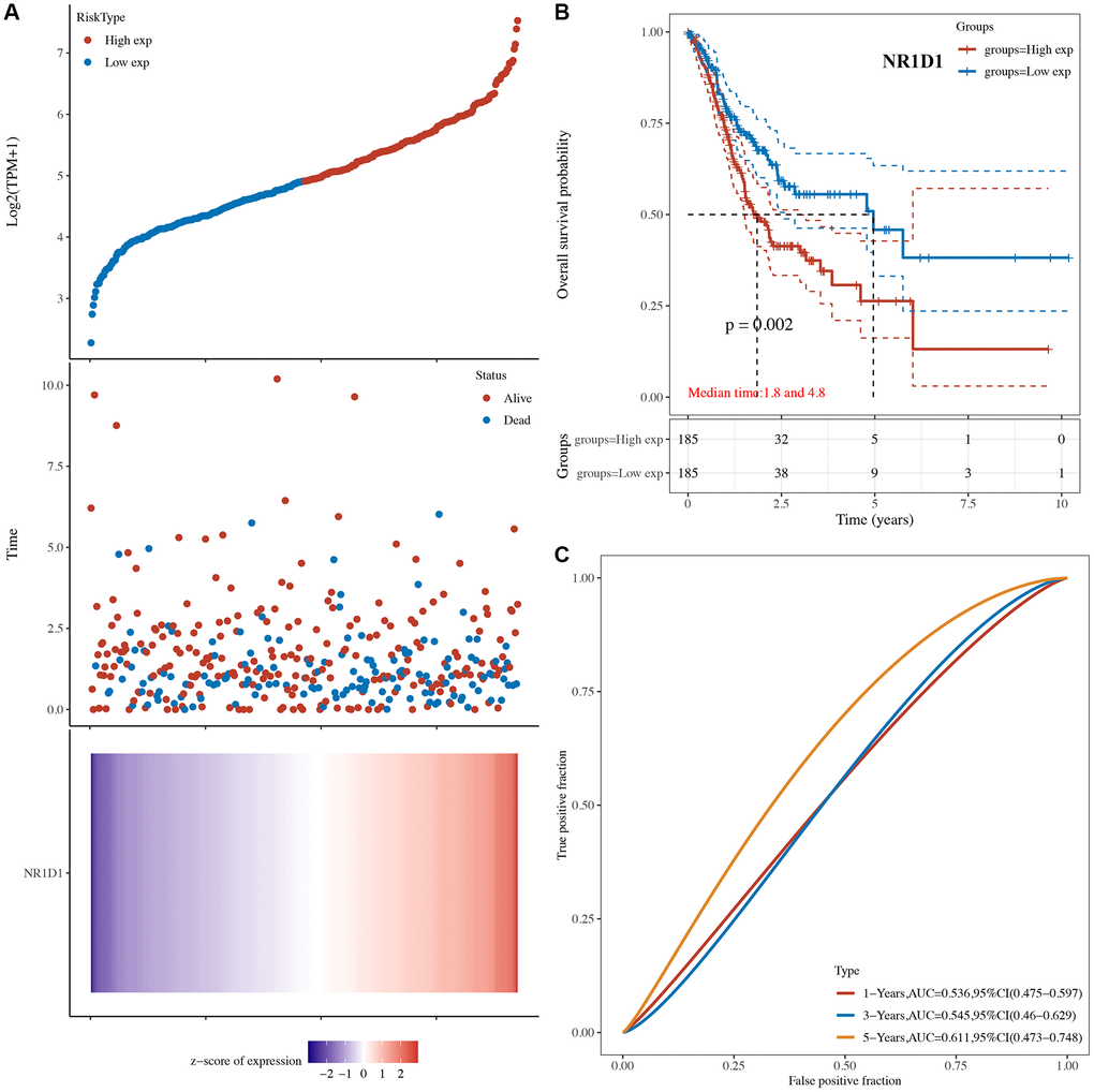 The overall survival analysis of NR1D1 in STAD. (A) The risk score, survival status and gene expression of each patient. (B) Kaplan-Meier overall survival curve of NR1D1 in STAD patients with high and low NR1D1 expression. (C) Time-dependent ROC of NR1D1 in predicting the prognosis of STAD patients. ROC receiver operating characteristic.