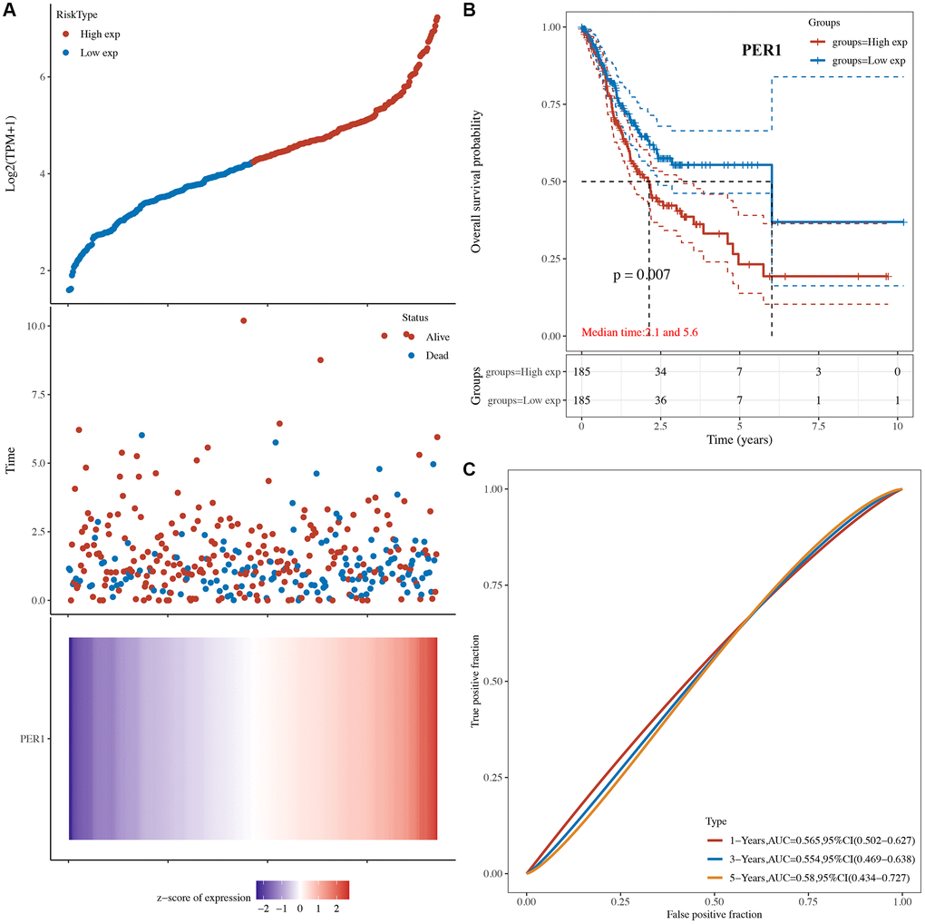 The overall survival analysis of PER1 in STAD. (A) The risk score, survival status and gene expression of each patient. (B) Kaplan-Meier overall survival curve of PER1 in STAD patients with high and low PER1 expression. (C) Time-dependent ROC of PER1 in predicting the prognosis of STAD patients. ROC receiver operating characteristic.
