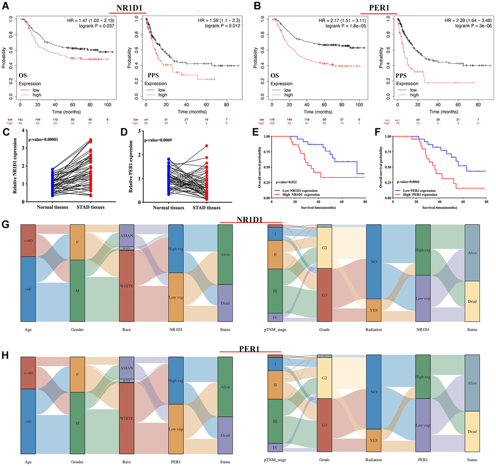 The prognosis value and expression of core circadian clock genes in the subtypes of STAD tissues. (A, B) The overall survival and progression-free survival curve of STAD patients with high/low NR1D1(A) and PER1(B) expression. (C, D) The relative expression of NR1D1 and PER1 in STAD tissues and normal tissues in clinical cohort. (E, F) The overall survival curve of STAD patients with high/low NR1D1 and PER1 expression in clinical cohort. (G) The expression of NR1D1 in the subtypes of STAD tissues. (H) The expression of PER1 in the subtypes of STAD tissues. Each column represents a characteristic variable, different colors represent different subtypes of STAD tissues, and lines represent the distribution of the same sample in different characteristic variables.