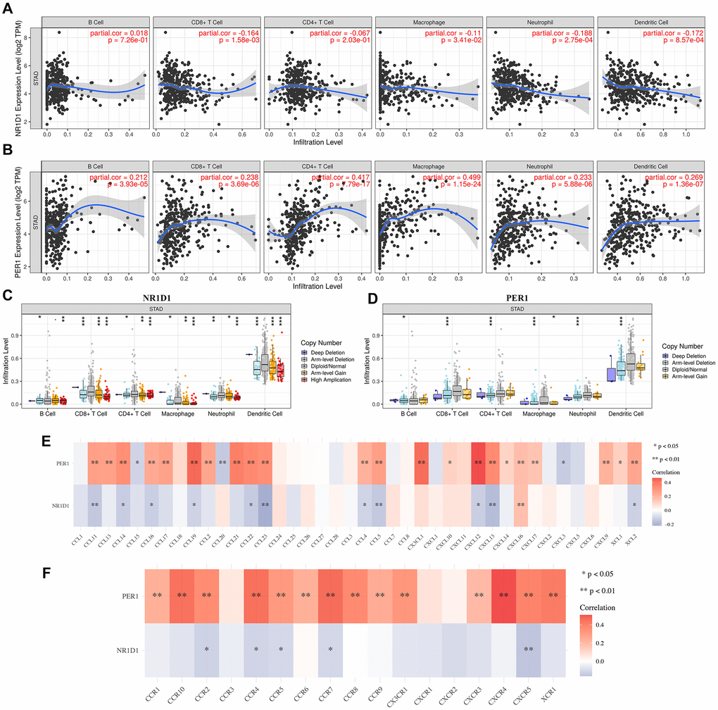 The correlation between core circadian clock genes and immune infiltration (TIMER). (A) The correlation between NR1D1 expression and the abundance of CD8+ T cells, CD4+ T cells, Macrophage, Neutrophils and Dendritic cells. (B) The correlation between PER1 expression and the abundance of CD8+ T cells, CD4+ T cells, Macrophage, Neutrophils and Dendritic cells. (C) the correlation between SCNA of NR1D1 and immune cell infiltration. (D) the correlation between SCNA of PER1 and immune cell infiltration. (E) the correlation between core circadian clock genes and the expression of chemokines in STAD. (F) the correlation between core circadian clock genes and the expression of chemokine receptors in STAD. Red color represents positive correlation, blue color represents negative correlation. SCNA, somatic copy number alterations; *P **P ***P 