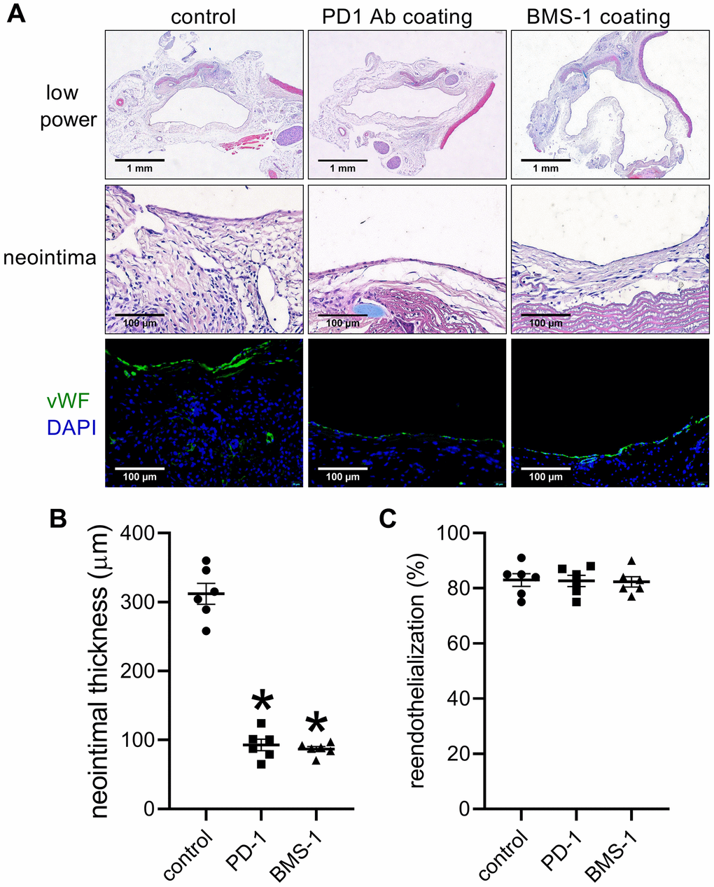 PD-1- and BMS-1-coated patches decrease neointimal thickness after patch venoplasty in rats. (A) Representative image of the patch stained with H&E at day 14; first row: a low-power image of H&E staining; second row: a high-power image of H&E staining showing the neointima; third row: merged immunofluorescence image of vWF (green) and DAPI (blue) staining showing the neointima; scale bar, 100 μm; n = 6. (B) Bar graph showing neointimal thickness; p *p n = 6. (C) Bar graph showing neointimal reendothelialization; p = 0.9746, n = 6. one-way ANOVA.