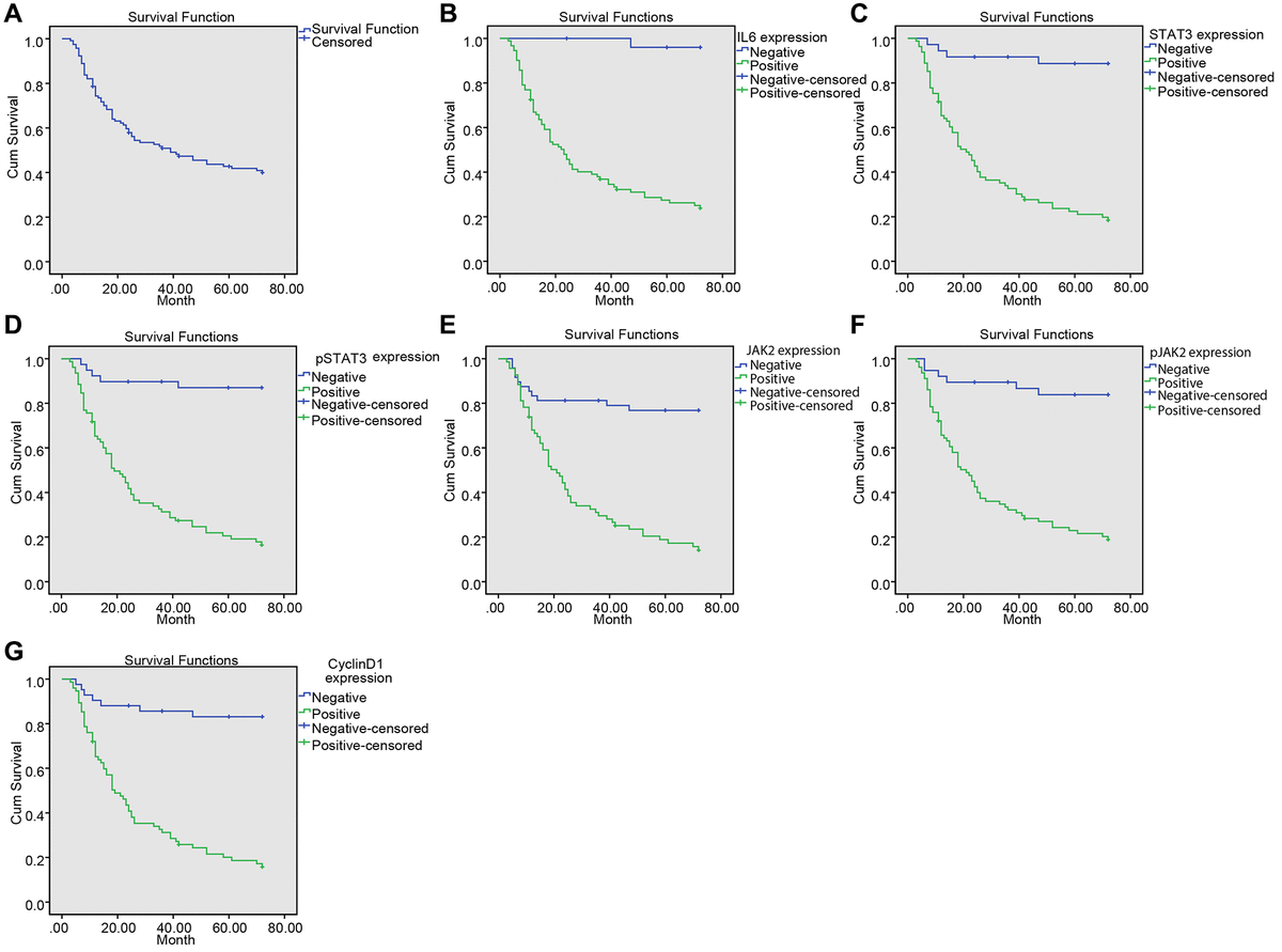 Upregulated IL-6, SATA3, p-SATA3, JAK2, p-JAK2, CyclinD1 expression was associated with decreased survival time in NPC patients. (A) Kaplan-Meier survival curve of the overall survival of NPC patients; (B) Kaplan-Meier survival curve of correlation between IL-6 expression and the survival time of patients; (C) Kaplan-Meier survival curve of correlation between STAT3 expression and the survival time of patients; (D) Kaplan-Meier survival curve of correlation between p-STAT3 expression and the survival time of patients; (E) Kaplan-Meier survival curve of correlation between JAK2 expression and the survival time of patients; (F) Kaplan-Meier survival curve of correlation between p-JAK2 expression and the survival time of patients; (G) Kaplan-Meier survival curve of correction between CyclinD1 expression and the survival time of patients.