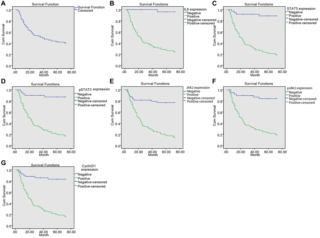 Upregulated IL-6, SATA3, p-SATA3, JAK2, p-JAK2, CyclinD1 expression was associated with decreased survival time in NPC patients. (A) Kaplan-Meier survival curve of the overall survival of NPC patients; (B) Kaplan-Meier survival curve of correlation between IL-6 expression and the survival time of patients; (C) Kaplan-Meier survival curve of correlation between STAT3 expression and the survival time of patients; (D) Kaplan-Meier survival curve of correlation between p-STAT3 expression and the survival time of patients; (E) Kaplan-Meier survival curve of correlation between JAK2 expression and the survival time of patients; (F) Kaplan-Meier survival curve of correlation between p-JAK2 expression and the survival time of patients; (G) Kaplan-Meier survival curve of correction between CyclinD1 expression and the survival time of patients.