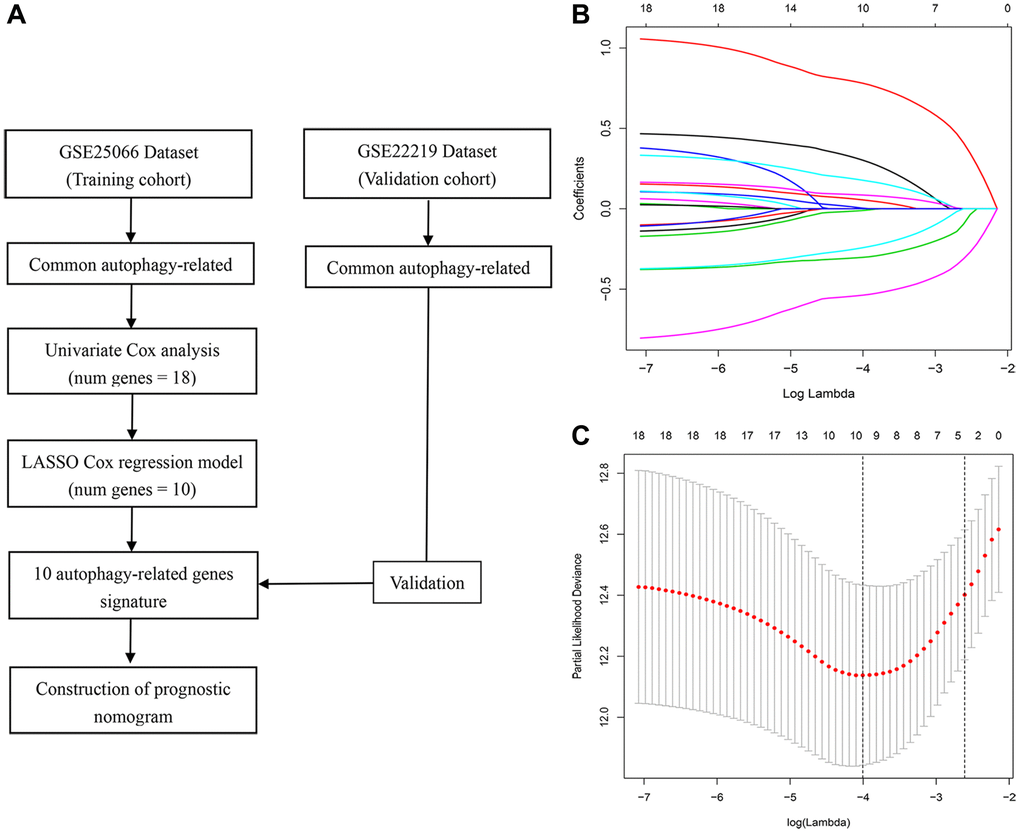 Study workflow and parameter selection. (A) Workflow of the construction and validation of the signature. (B) Ten-time cross-validation for tuning parameter selection in the LASSO Cox regression model. (C) Coefficient profiles of 18 autophagy genes.