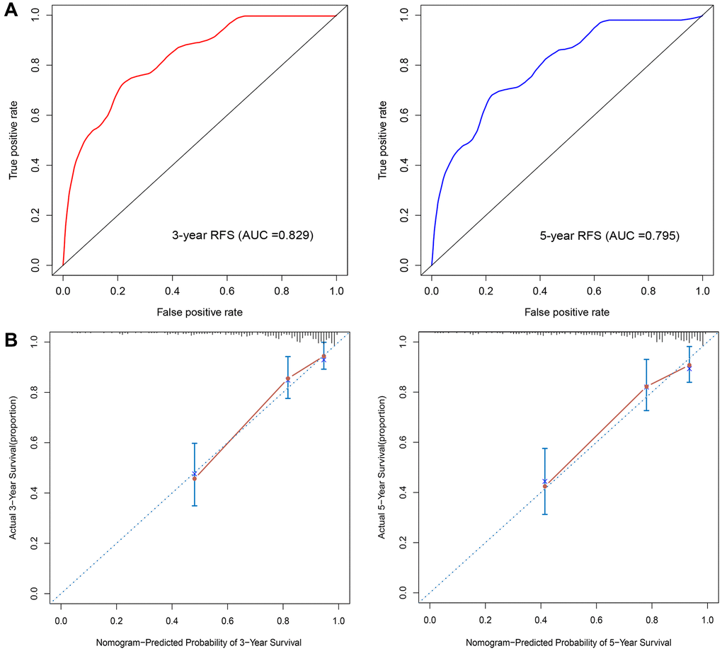 Nomogram validation. (A) Time-dependent ROC analysis. (B) Calibration curves for predicting 3- and 5-year RFS in BC patients.