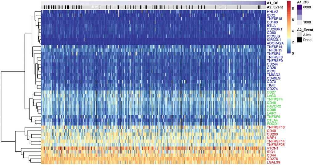 ICG expression in the EC samples from the TCGA dataset. Heat map shows expression levels of 47 ICGs in the TCGA-EC dataset (n = 521). Red: high expression group; green: medium expression group; blue: low expression group. The abscissa (x-axis) represents number of samples and ICGs are listed along the ordinate (y-axis).