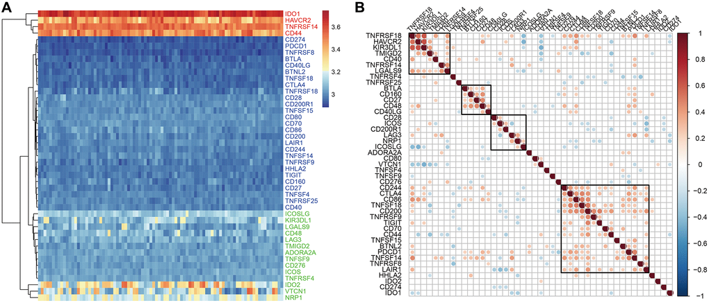 ICG expression in EC samples from the GSE77688 dataset. (A) Heat map shows expression levels of 47 ICGs in EC tissues from the GSE77688 data set. Red: high expression group; green: medium expression group; blue: low expression group. (B) Spearman correlation analysis shows relationship between various ICG pairs in EC tissues from the GSE77688 dataset. Note: Only ICG gene pairs with significant correlations are displayed; blank represents insignificant correlation.