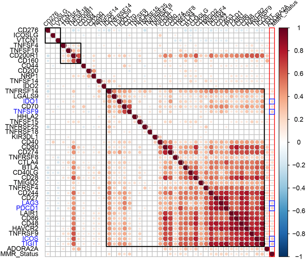 Association between ICGs and MMR gene mutations in EC. Spearman correlation analyses between expression of ICGs and MMR gene mutations in EC tissues. Larger dots indicate stronger correlations. Red indicates positive correlation and blue indicates negative correlation. The color intensity indicates strength of positive or negative correlations.