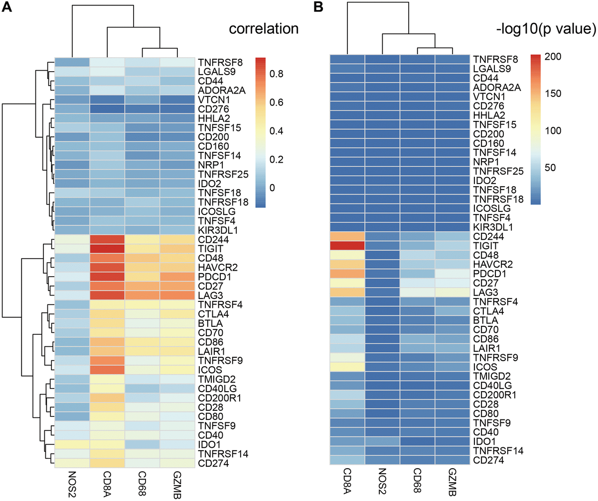 Relationship between ICGs and adaptive immune resistance pathway genes in EC. (A) Heat map shows correlation coefficients of ICGs and adaptive immune resistance pathway genes. (B) P-values for the correlation coefficients show the significance of the association between ICGs and adaptive immune resistance pathway genes. The -log10P-values are plotted along the x-axes.