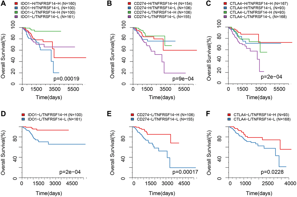 Survival analysis of EC patients belonging to different ICG expression subgroups. (A) Kaplan-Meier survival curves show OS of EC patients belonging to high or low IDO1 and TNFRSF14 expression groups. (B) Kaplan-Meier survival curves show OS of EC patients belonging to high or low CD274 and TNFRSF14 expression groups. (C) Kaplan-Meier survival curves show OS of EC patients belonging to high or low CTLA4 and TNFRSF14 expression groups. (D) Kaplan-Meier survival curves show OS of EC patients belonging to IDO1lowTNFRSF14high and IDO1lowTNFRSF14low expression groups. (E) Kaplan-Meier survival curves show OS of EC patients belonging to CD274lowTNFRSF14high and CD274lowTNFRSF14low expression groups. (F) Kaplan-Meier survival curves show OS of EC patients belonging to CTLA4lowTNFRSF14high and CTLA4lowTNFRSF14low expression groups. The abscissa represents survival time, and the ordinate represents overall survival.