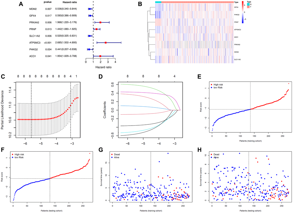 Construction of the signature. (A) The prognostic analyses for eight ferroptosis-related genes in the training cohort of endometrial cancer using a univariate Cox regression model. Hazard ratio >1 represented risk factors for survival and hazard ratio B) Heatmap of eight ferroptosis-related genes in 23 normal samples and 272 endometrial cancer samples. (C) Optimal parameter (λ) selected in the LASSO Cox regression model based on the minimum criteria. (D) The LASSO coefficient profiles of the eight ferroptosis-related genes signature. (E) The distribution and median value of the risk scores in the training cohort. (F) The distribution and median value of the risk scores in the training cohort. (G) Survival statuses of endometrial cancer patients in the training cohort. (H) Survival statuses of endometrial cancer patients in the testing cohort.