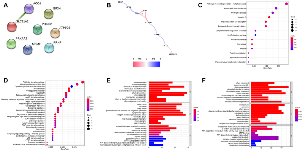 (A) PPI of eight ferroptosis-related genes (FRGs). (B) Correlation network of the eight FRGs. (C) KEGG analysis of the differentially expressed genes (DEGs) between the low- and high-risk groups in the training cohort. (D) KEGG analysis of the DEGs between the low- and high-risk groups in the testing cohort. (E) GO analysis of the DEGs between the low- and high-risk groups in the training cohort. (F) GO analysis of the DEGs between the low- and high-risk groups in the testing cohort.