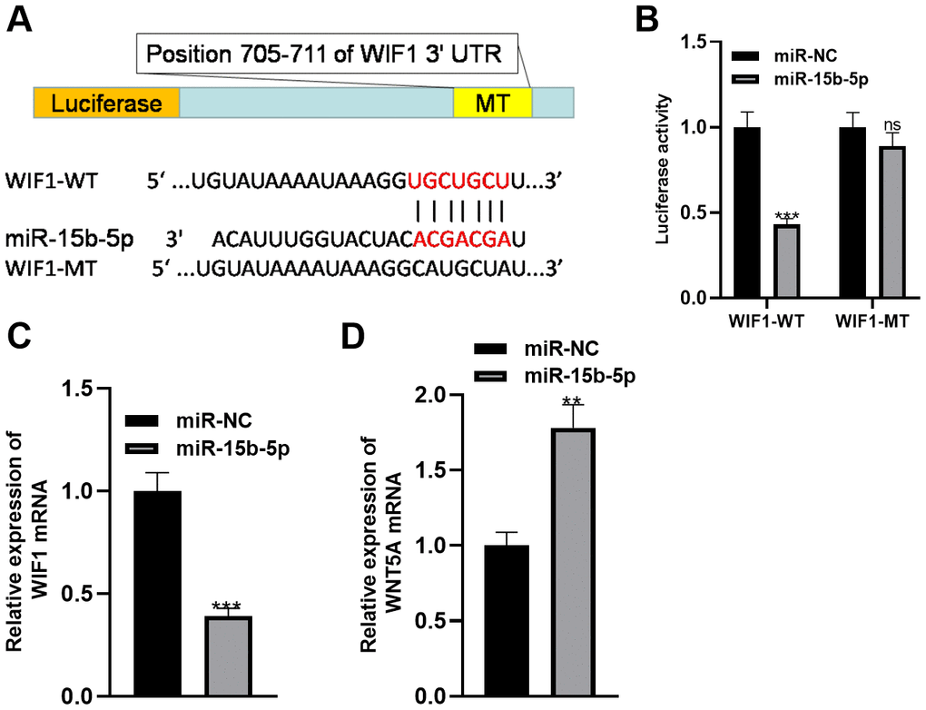 MiR-15b-5p targeted WIF1 and up-regulated WNT5A. (A) The combining sites between miR-15b-5p and WIF1 were predicted by the Starbase database. (B) Dual-luciferase reporter assay was conducted to verify the binding association between miR-15b-5p and WIF1. (C, D) QRT-PCR was utilized to determine the mRNA expression of WIF1 and WNT5A after transfecting miR-15b-5p mimics into THP-1 monocytes. NsP>0.05, **PP