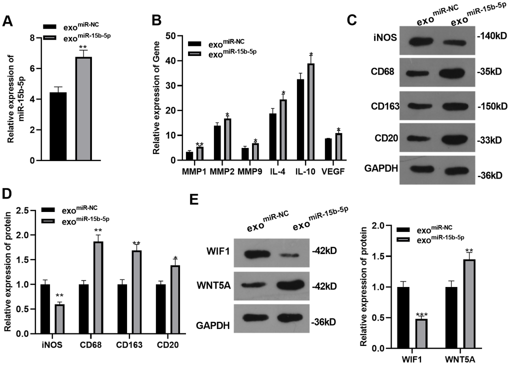 Gastric cancer cell-derived exosomes overexpressing miR-15b-5p accelerated the "M2" polarization of tumor-associated macrophages. miR-15b-5p mimics were transfected into GC cells co-cultured with THP-1 monocytes. (A) The miR-15b-5p level was detected by qRT-PCR. (B) QRT-PCR was carried out to verify the levels of molecular markers (MMP1, MMP2, MMP9, IL-4, IL-10, and VEGF) of TAMs. (C–E) WB was conducted to examine the expression of molecular markers (iNOS, CD68, CD163, and CD20) of TAMs and the WIF1/WNT5A pathway. *PPP