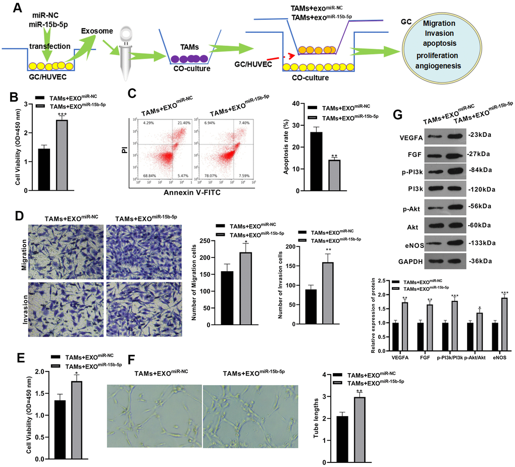 Tumor-associated macrophages overexpressing miR-15b-5p deteriorated the malignant phenotype of gastric cancer cells and angiogenesis of vascular endothelial cells. (A) The cell processing method. (B, C) AGS human gastric carcinoma cells proliferation and apoptosis were monitored by CCK-8 and flow cytometry, respectively. (D) Transwell assay was applied to verify GC cell migration and invasion. (E) VEC proliferation was measured by the CCK-8 method. (F) Tube formation assay was implemented to examine VEC angiogenesis. (G) Protein profiles of VEGFA, FGF and PI3k/Akt/eNOS were compared by WB.*PPPmiR-NC group), N=3.