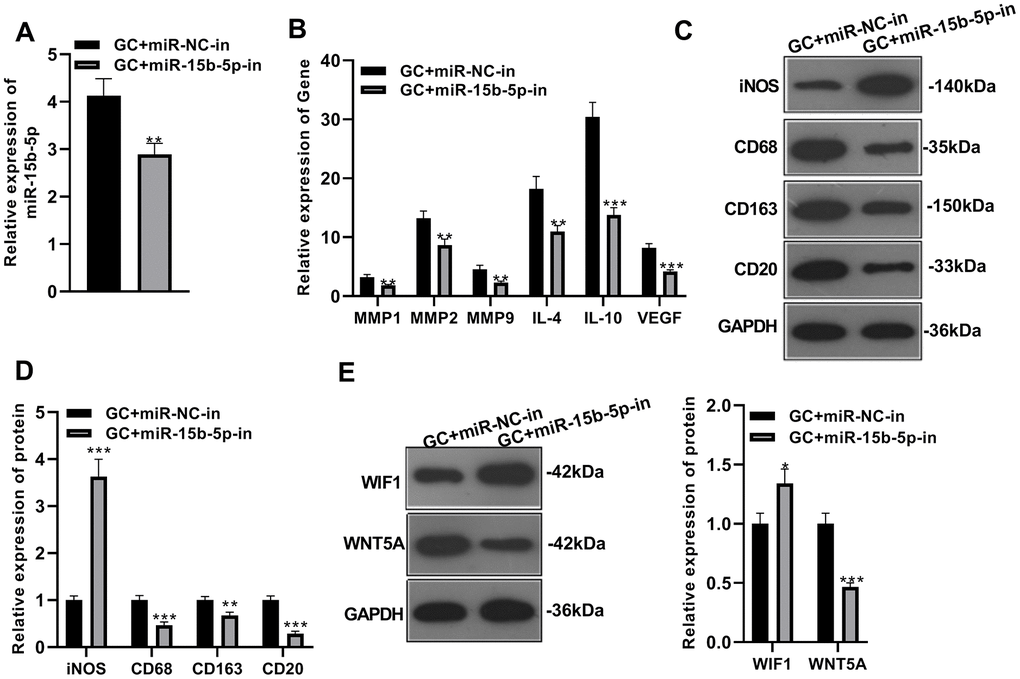 Gastric cancer cell-derived exosomes knocking down miR-15b-5p weakened the "M2" polarization. A miR-15b-5p knockdown model was constructed in GC cells co-cultured with THP-1 monocytes. (A) The miR-15b-5p expression was monitored by qRT-PCR. (B) QRT-PCR was carried out to examine the profiles of molecular markers (MMP1, MMP2, MMP9, IL-4, IL-10, and VEGF) of TAMs. (C–E) WB was applied to test the expression of molecular markers (iNOS, CD68, CD163, and CD20) of TAMs and WIF1/WNT5A. * P P P 