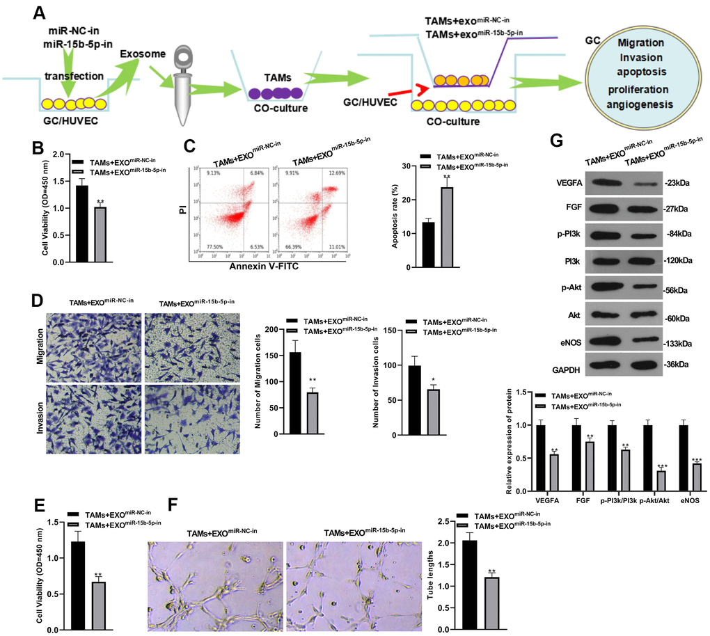 miR-15b-5p inhibition in tumor-associated macrophages attenuated the malignant phenotypes of gastric cancer cells and angiogenesis of vascular endothelial cells. (A) The cell processing method. (B, C) AGS human gastric carcinoma cells proliferation and apoptosis were testified by CCK-8 and flow cytometry, respectively. (D) Transwell assay was applied to detect GC cell migration and invasion. (E) VEC proliferation was measured by the CCK-8 method. (F) Tube formation assay was employed to verify VEC angiogenesis. (G) Protein profiles of VEGFA, FGF and PI3k/Akt/eNOS in VEC were compared by WB. **PPmiR-NC-in group), N=3.