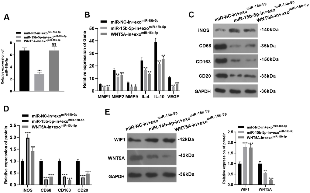 Inhibiting miR-15b-5p or WNT5A in the tumor-associated macrophages reversed "M2" phenotype alteration. miR-15b-5p inhibitor or WNT5A inhibitor was transfected into TAMs, which were then treated with exosomes of GC cells with overexpressing miR-15b-5p. (A) The miR-15b-5p expression in TAMs was monitored by qRT-PCR. (B) qRT-PCR was carried out to examine the profiles of molecular markers (MMP1, MMP2, MMP9, IL-4, IL-10, and VEGF) of TAMs. (C–E) WB was applied to test the expression of molecular markers (iNOS, CD68, CD163, and CD20) and WIF1/WNT5A of TAMs. * P P P miR-15b-5p group), N = 3.