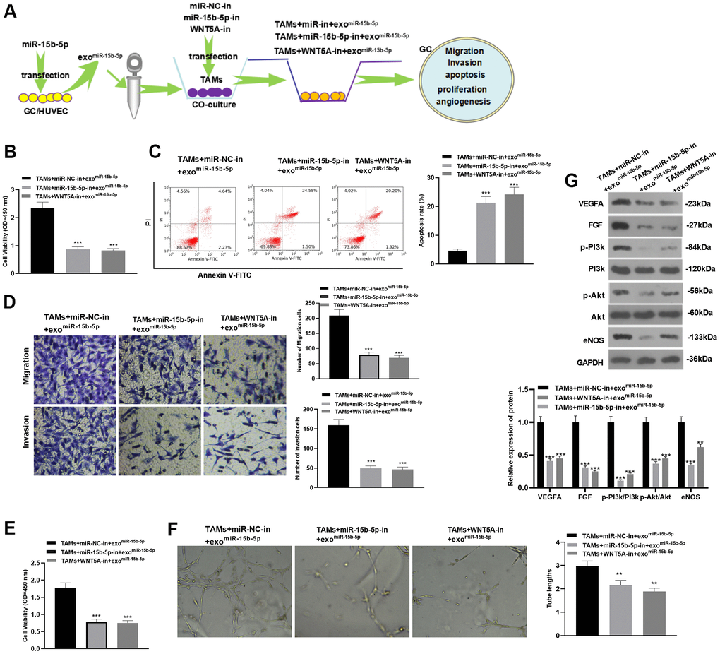 The inhibition of miR-15b-5p or WNT5A in tumor-associated macrophages weakens their tumor-promoting effect in AGS cells. (A) The cell processing method. MiR-15b-5p inhibitor or WNT5A inhibitor was transfected into TAMs, which were then treated with exosomes of GC cells with overexpressing miR-15b-5p. Then the TAMs were coculture with AGS cells or VECs. (B, C) AGS human gastric carcinoma cells proliferation and apoptosis were testified by CCK-8 assay and flow cytometry, respectively. (D) Transwell assay was applied to detect GC cell migration and invasion. (E) VEC proliferation was measured by the CCK-8 method. (F) Tube formation assay was employed to verify VEC angiogenesis. (G) Protein profiles of VEGFA, FGF and PI3k/Akt/eNOS in VECs were compared by WB. *P PPmiR-15b-5p group), N=3.
