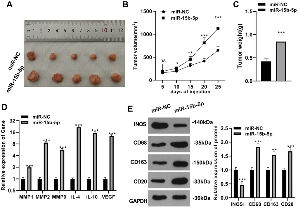 Overexpressing miR-15b-5p facilitated gastric cancer cell proliferation and tumor-associated macrophages invasion in vivo. 5×106 AGS human gastric carcinoma cells were injected subcutaneously in each mouse at the right side, and miR-15b-5p-mimics or miR-NC were directly injected into the xenograft tumor at a dose of 106 cells/50μL, with eight times over three days. After injection, the mice were anesthetized on day 5, 10, 15, 20 and 25, respectively, to collect the tumors. (A–C) The tumor volume and weight. (D) QRT-PCR was implemented to testify the profiles of molecular markers (MMP1,2,9, IL-4, IL-10, and VEGF) of TAMs. (E) The expression of TAM polarization markers (iNOS, CD68, CD163, and CD20) of TAMs was monitored by WB. NsP > 0.05, *P **P P 